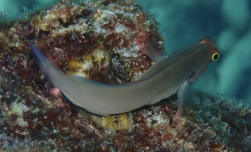 Caribbean Redlip Blenny (Ophioblennius macclurei)