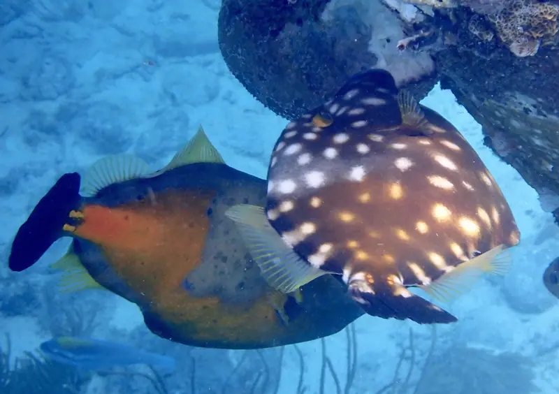 Whitespotted Filefish (Cantherhines macrocerus)