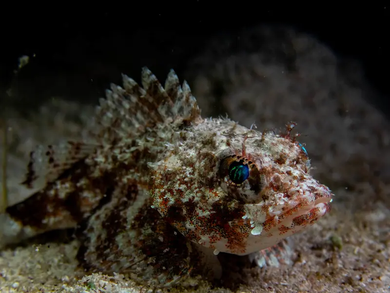 Mushroom Scorpionfish (Scorpaena inermis)