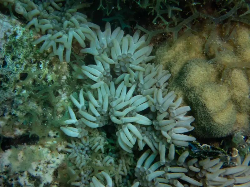 Branching Anemone (Lebrunia neglecta)