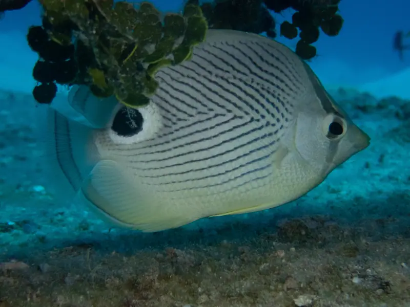 Four-eyed Butterflyfish (Chaetodon capistratus)