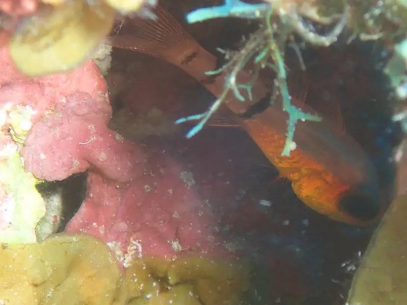 Belted Cardinalfish (Apogon townsendi)
