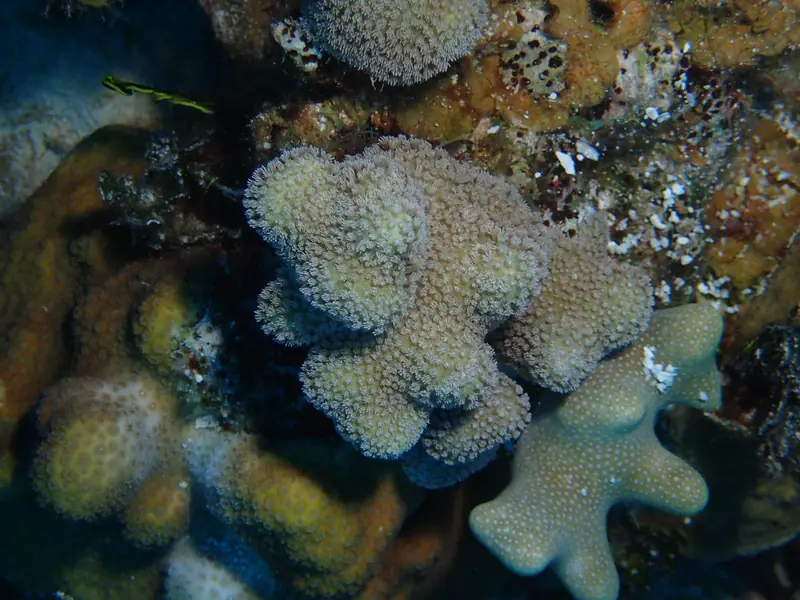 Finger Coral (Porites porites)