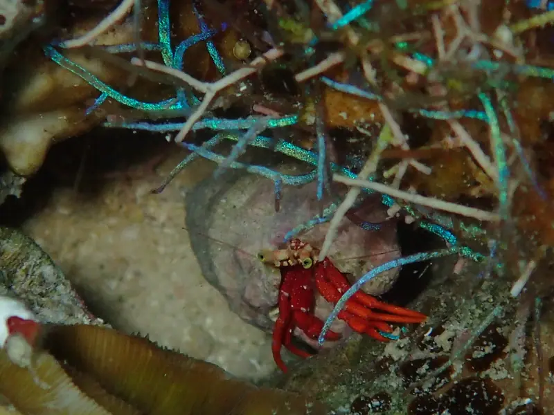 Red Reef Hermit (Paguristes cadenati)