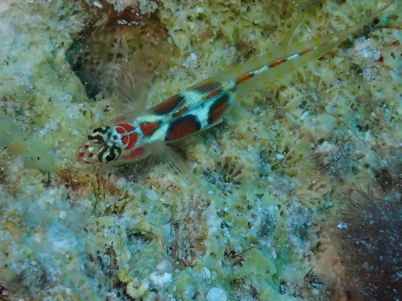 Orangesided Goby (Tigrigobius dilepis)