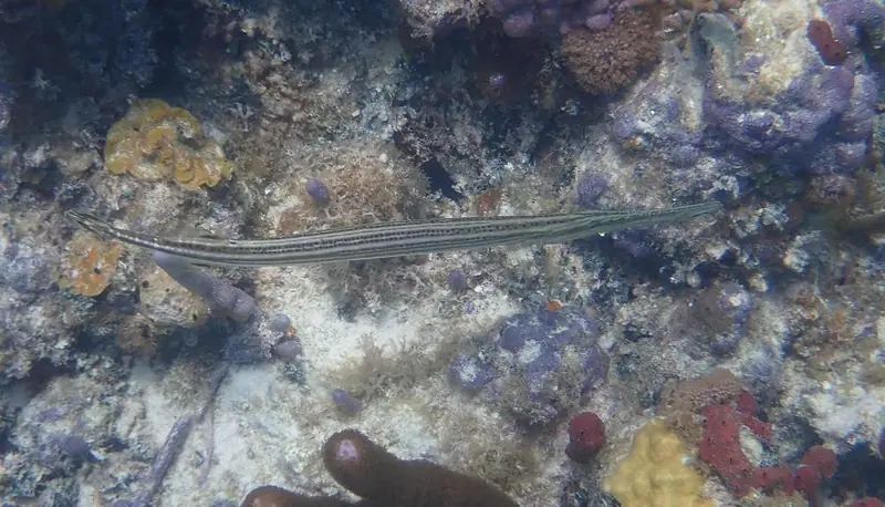 Western atlantic trumpetfish (Aulostomus maculatus)