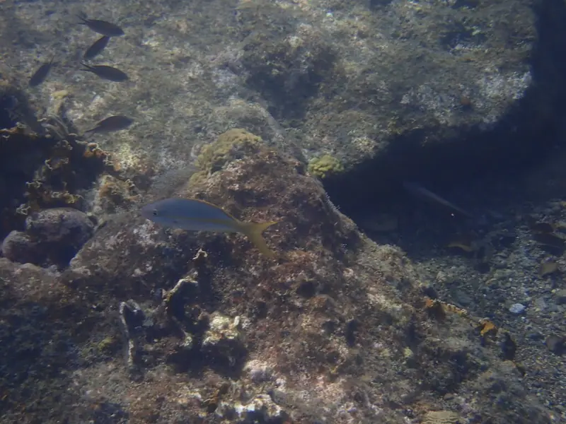 Yellowtail snapper (Ocyurus chrysurus)