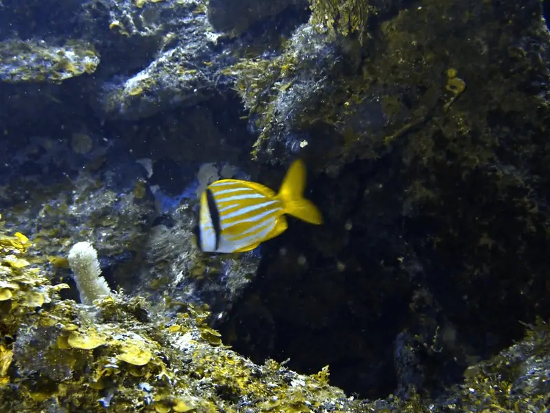 Porkfish (Anisotremus virginicus)