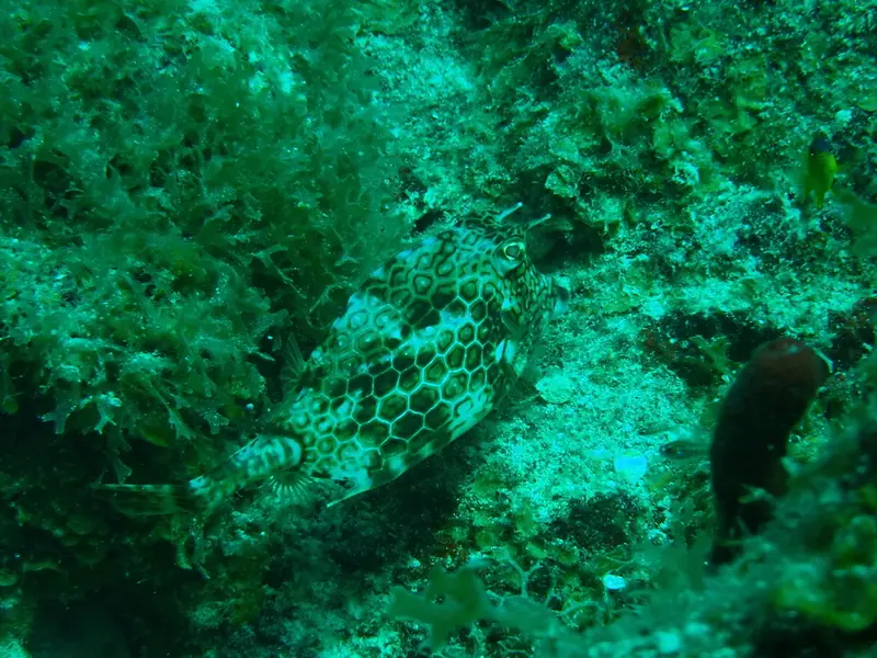 Honeycomb cowfish (Acanthostracion polygonium)
