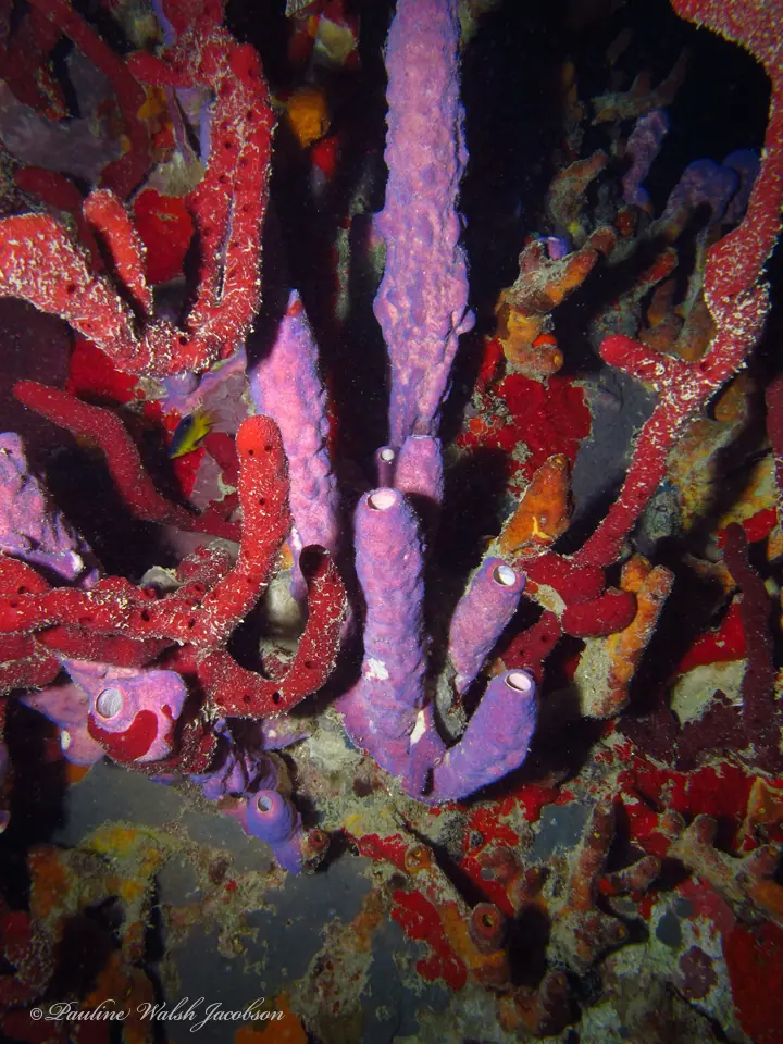 Scattered pore rope sponge (Amphimedon nodosa)