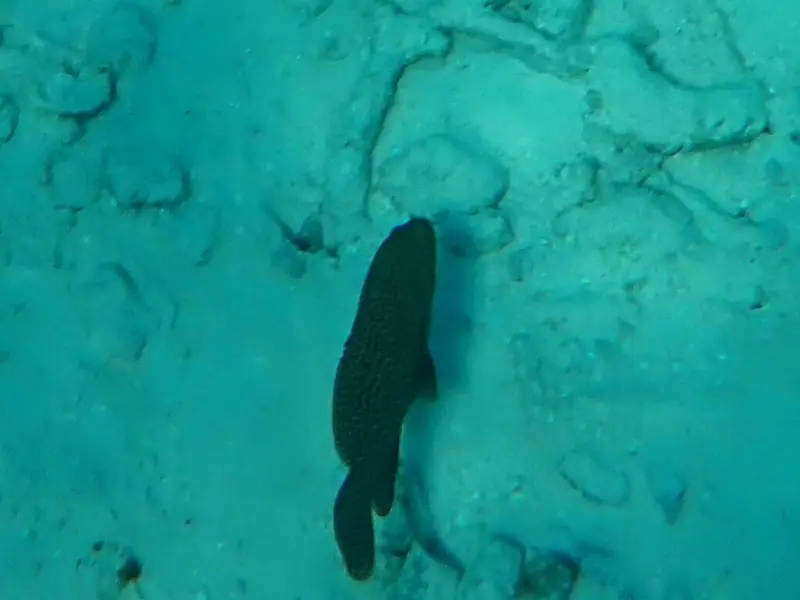 Graysby (Cephalopholis cruentata)