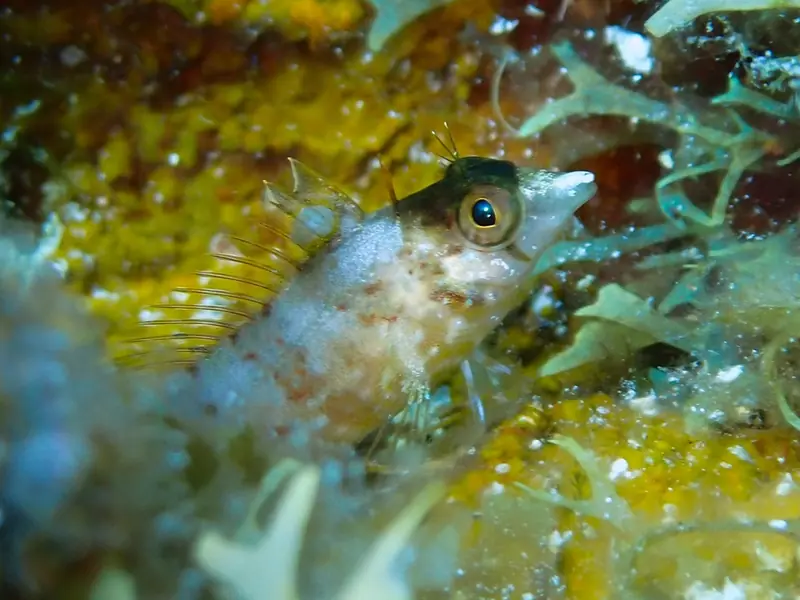 Diamond blenny (Malacoctenus boehlkei)