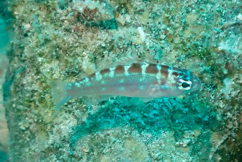 Chalk bass (Serranus tortugarum)