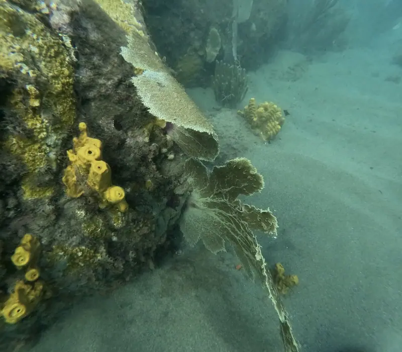 Purple sea fan (Gorgonia ventalina)