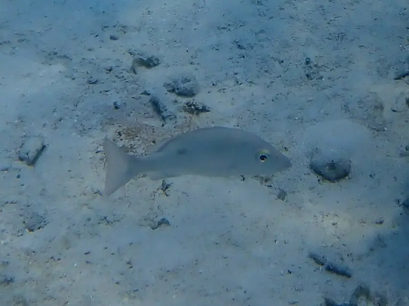 Mahogany snapper (Lutjanus mahogoni)