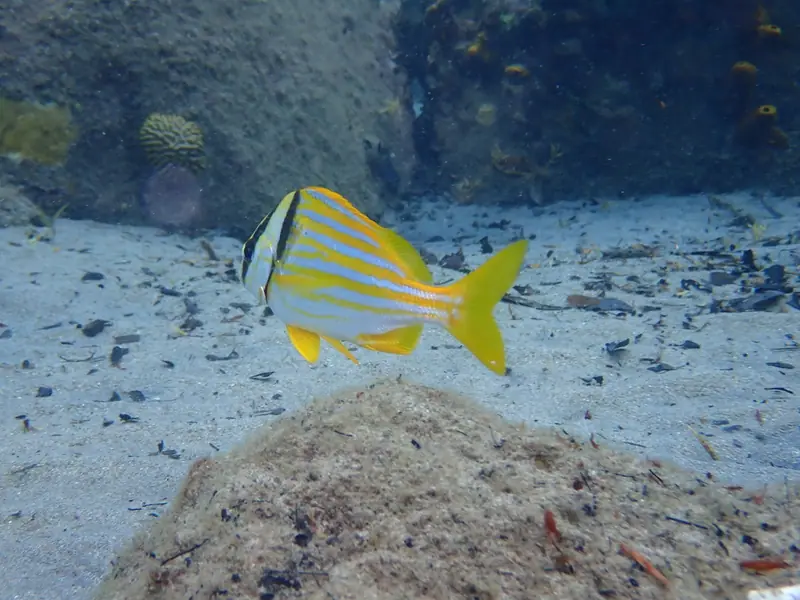 Porkfish (Anisotremus virginicus)