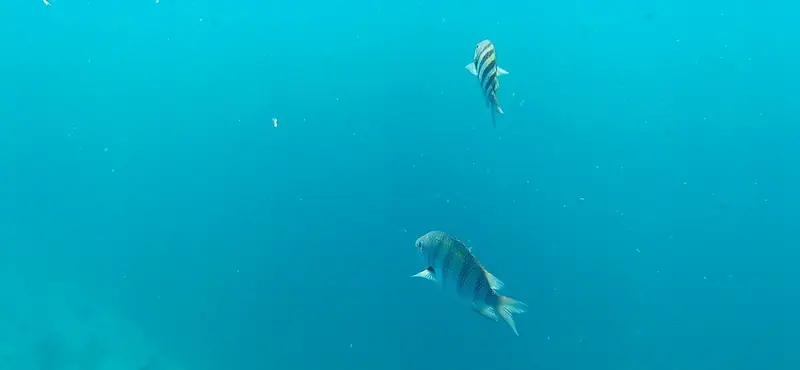 Atlantic sergeant major (Abudefduf saxatilis)
