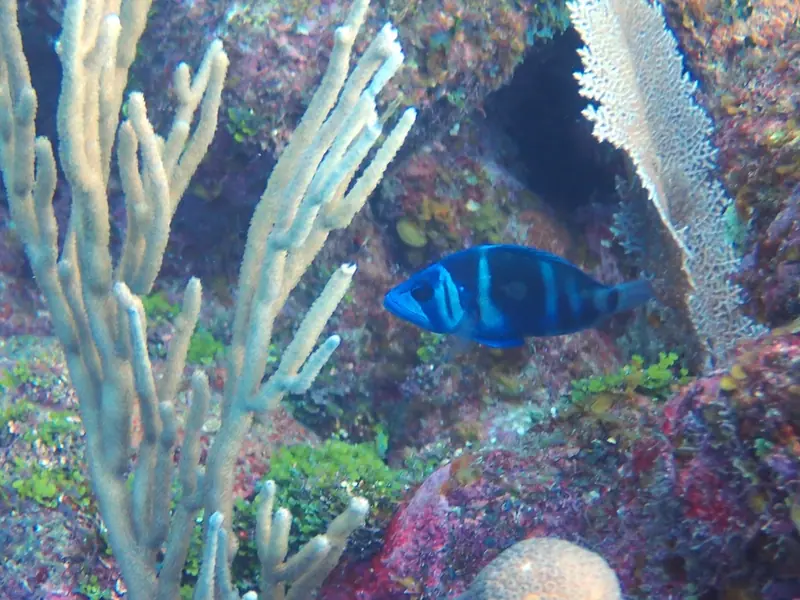Indigo hamlet (Hypoplectrus indigo)
