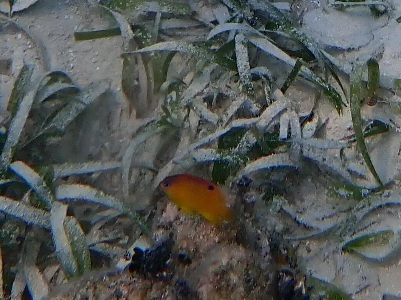 Longfin damselfish (Stegastes diencaeus)