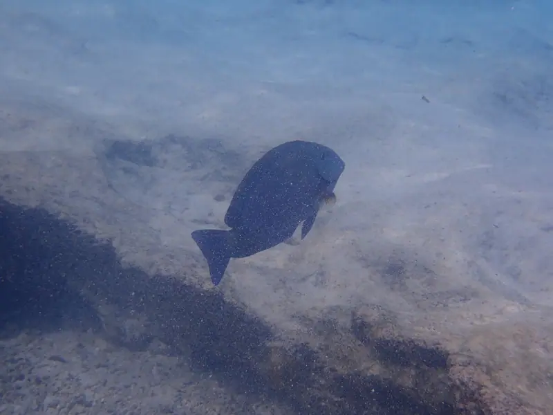 Doctorfish (Acanthurus chirurgus)