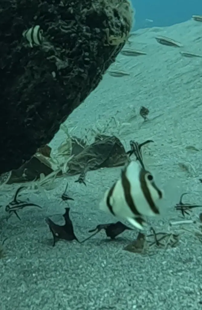 Banded butterflyfish (Chaetodon striatus)