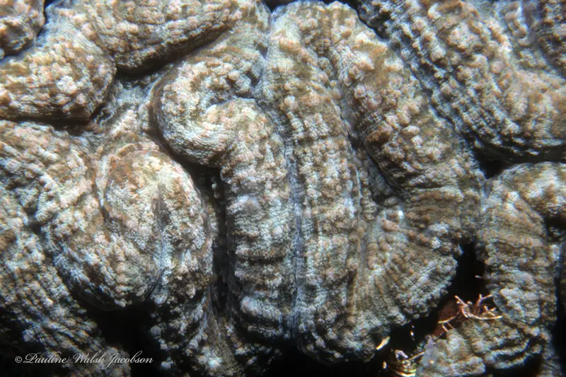 Large flower coral (Mussa angulosa)