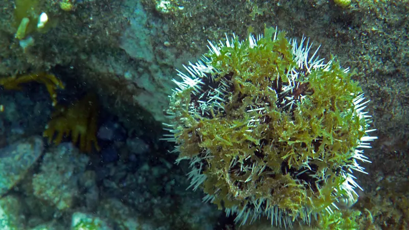 West indian sea egg (Tripneustes ventricosus)