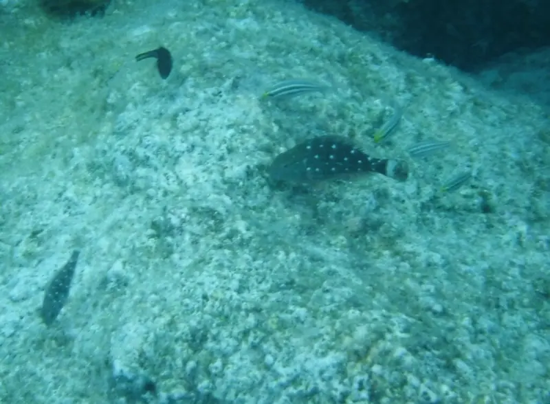 Stoplight parrotfish (Sparisoma viride)