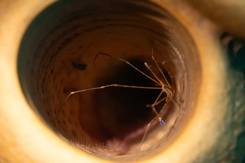 Yellowline arrow crab (Stenorhynchus seticornis)