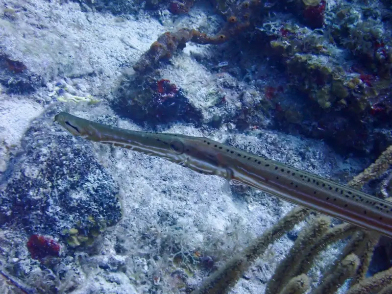 Western atlantic trumpetfish (Aulostomus maculatus)