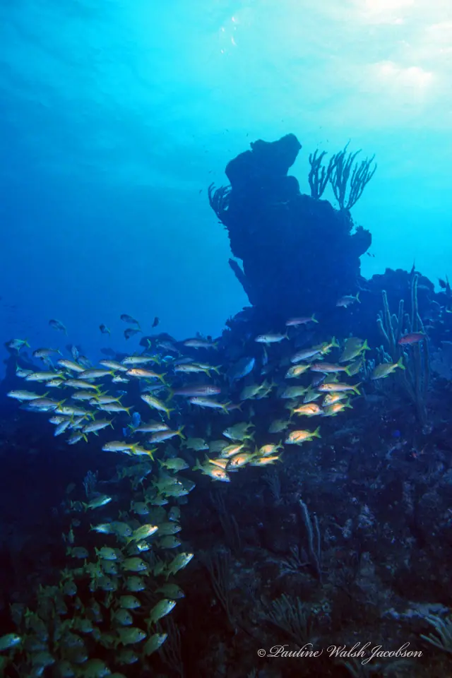 Yellow goatfish (Mulloidichthys martinicus)