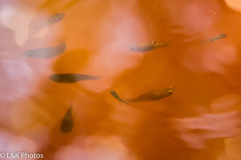 Yucatan pupfish (Cyprinodon artifrons)
