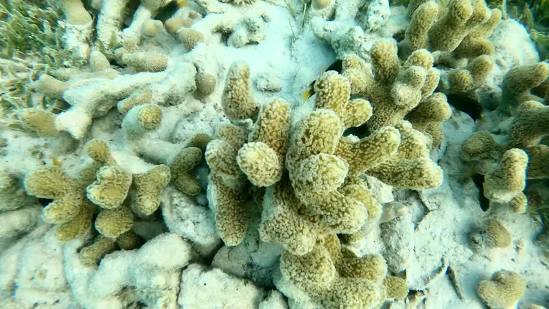 Finger coral (Porites porites)