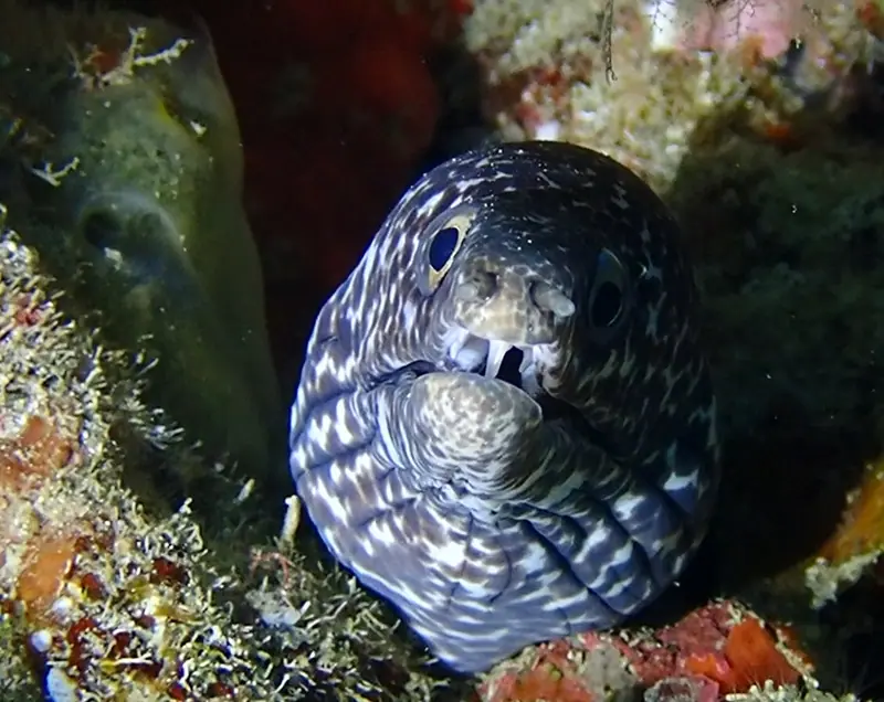 Spotted moray (Gymnothorax moringa)