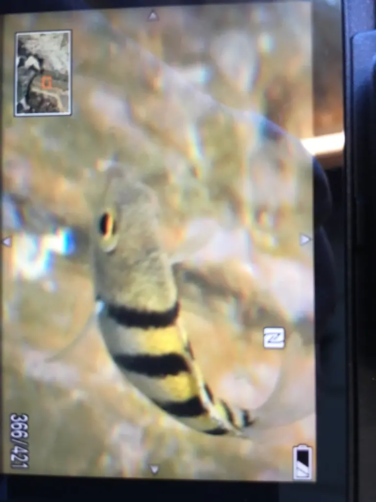 Atlantic sergeant major (Abudefduf saxatilis)