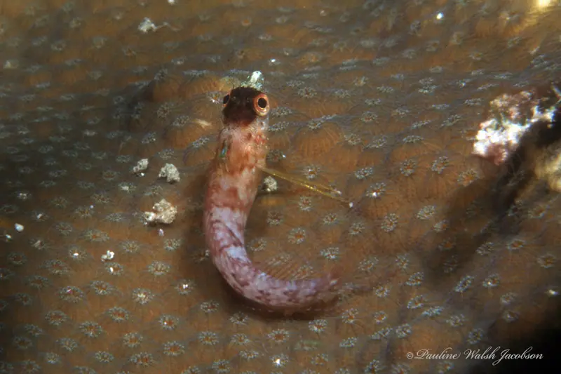 Diamond blenny (Malacoctenus boehlkei)