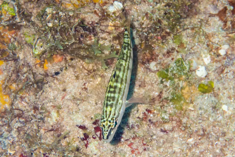 Harlequin bass (Serranus tigrinus)