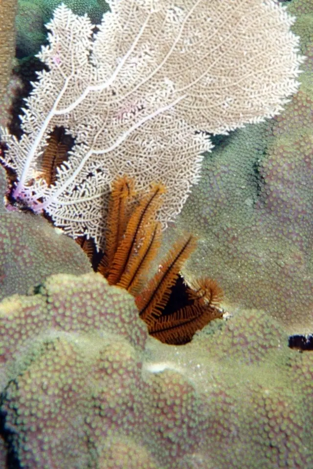 Golden crinoid (Davidaster rubiginosus)