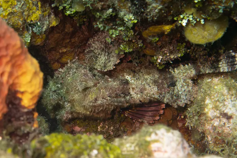 Spotted scorpionfish (Scorpaena plumieri)
