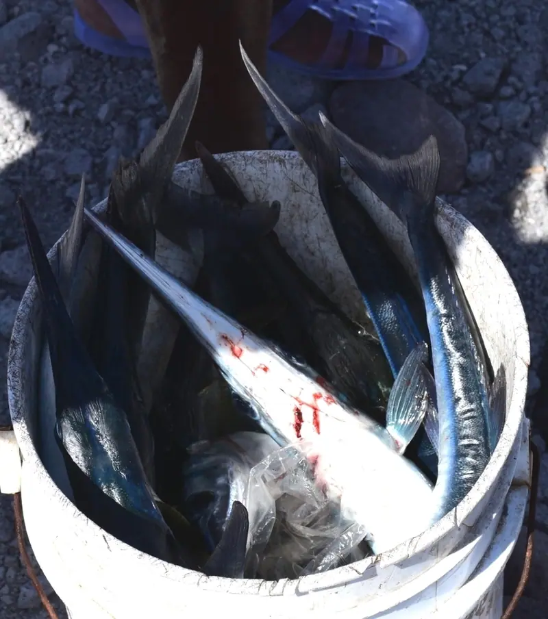 Houndfish (Tylosurus crocodilus)