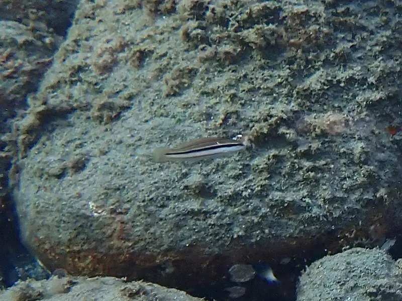 Slippery dick (Halichoeres bivittatus)