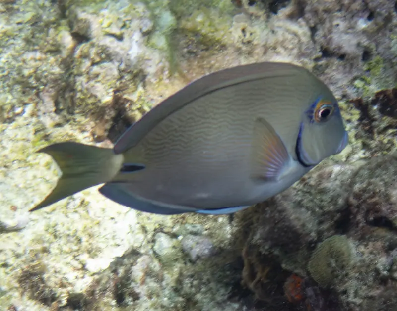 Caribbean ocean surgeonfish (Acanthurus tractus)