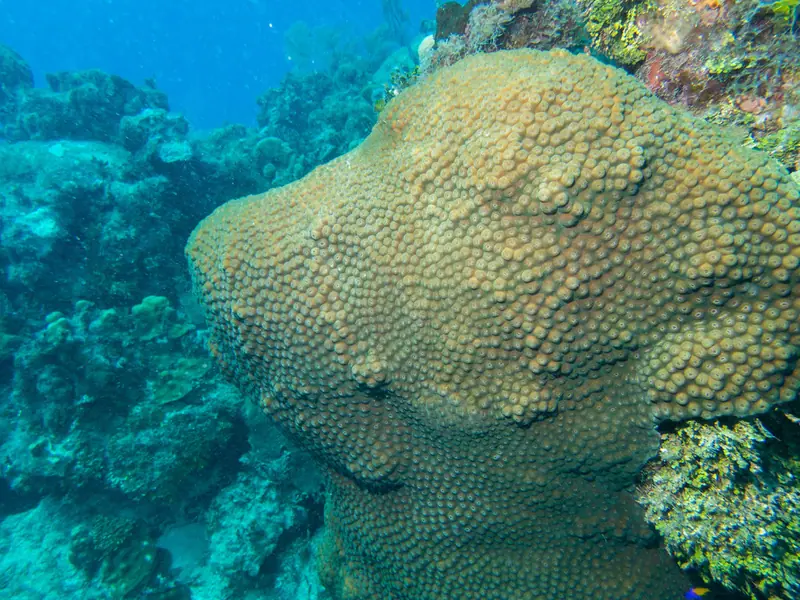 Greater star coral (Montastraea cavernosa)