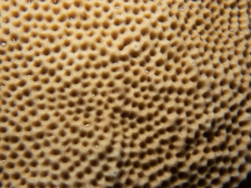 Massive starlet coral (Siderastrea siderea)