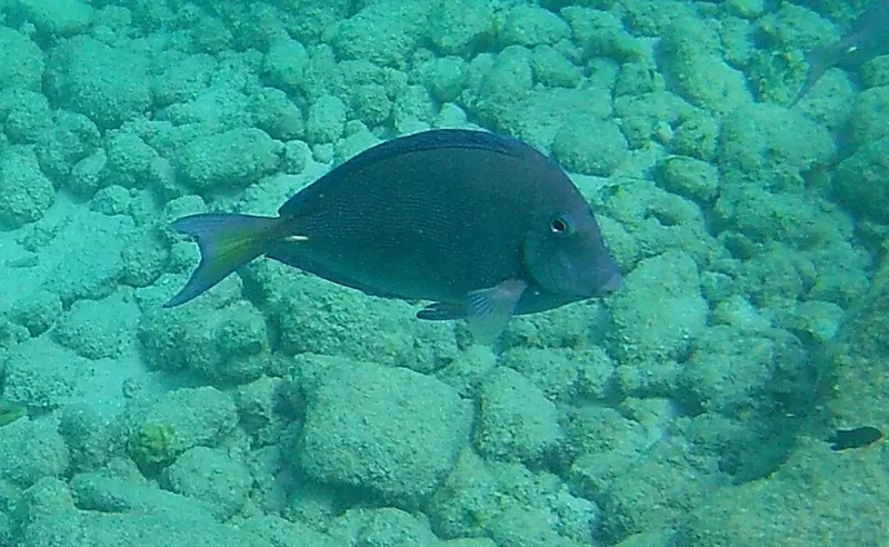 Atlantic blue tang (Acanthurus coeruleus)