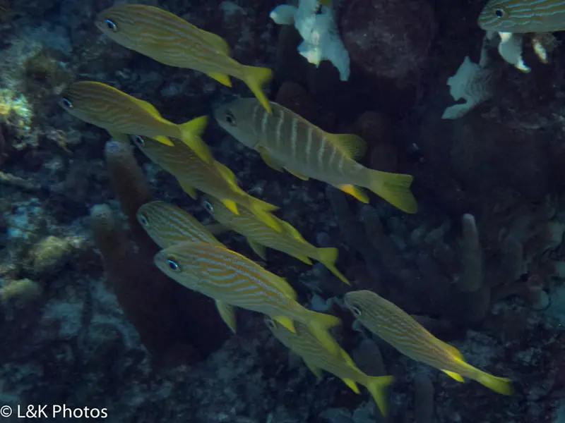 French grunt (Haemulon flavolineatum)