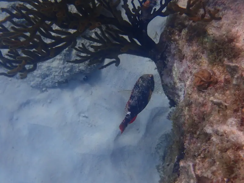 Redband parrotfish (Sparisoma aurofrenatum)