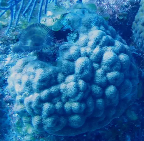 Mustard hill coral (Porites astreoides)