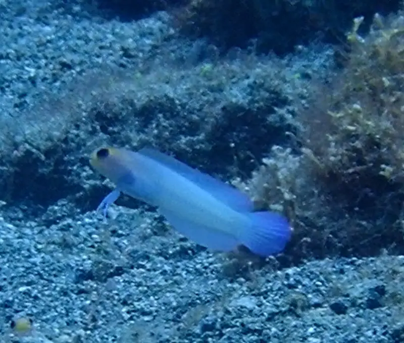 Yellowhead jawfish (Opistognathus aurifrons)