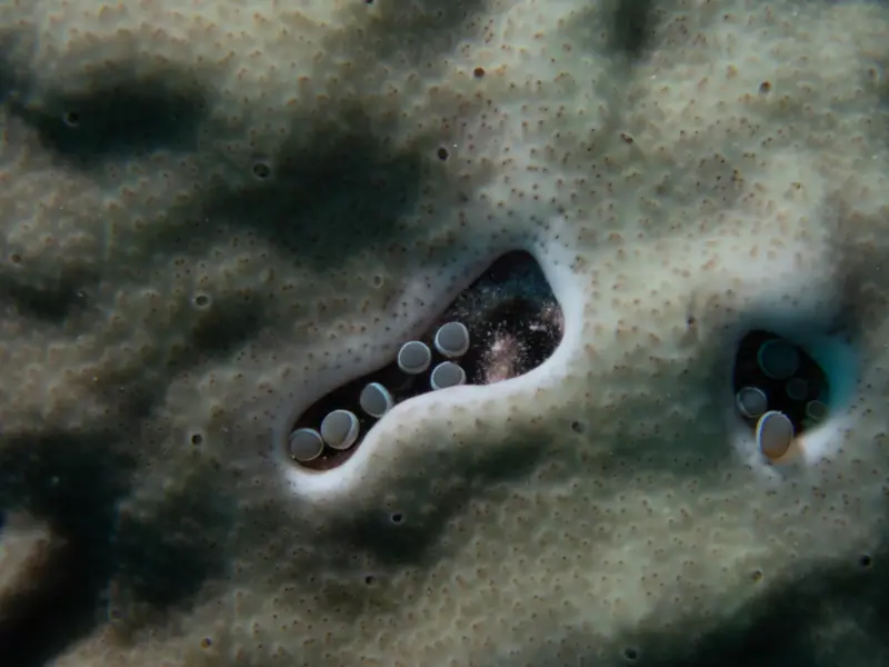 Hidden anemone (Lebrunia coralligens)